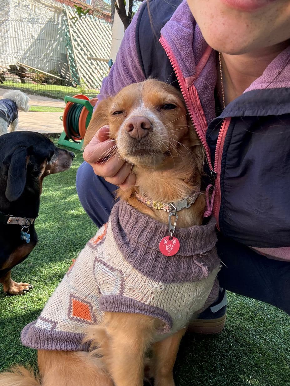 Una cuidadora en cuclillas acariciando a un perro con chaleco