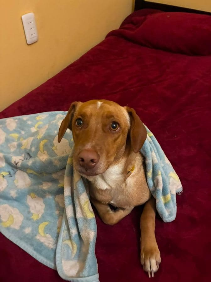 Perro tapado con una manta en una cama