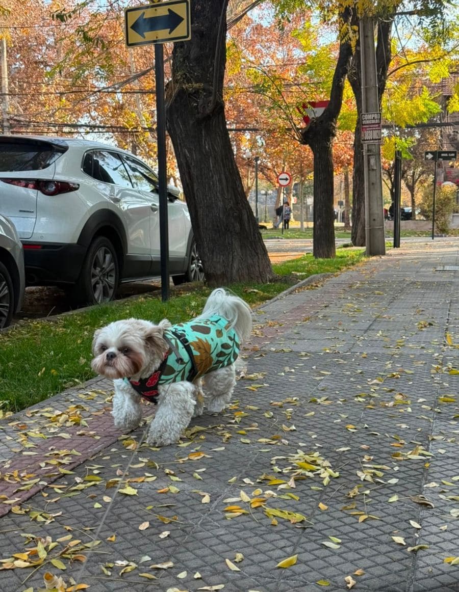 Perro paseando por la vereda entre hojas de otoño